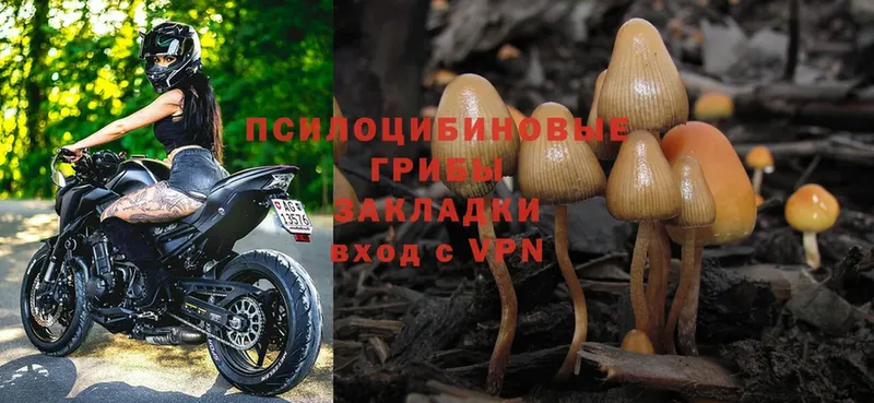 купить закладку  Орск  Псилоцибиновые грибы Magic Shrooms 